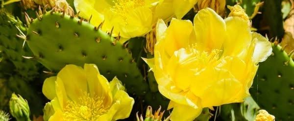 Colorado Cactus Class