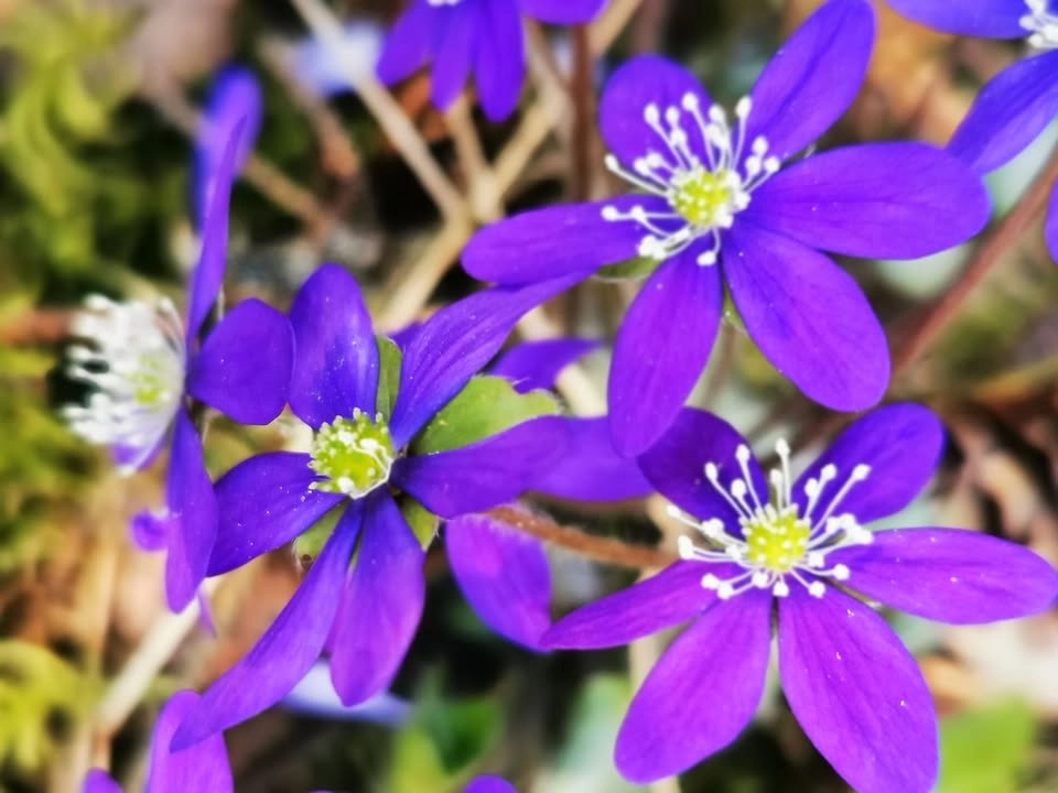 Valborgskonsert: Sköna Maj, välkommen!