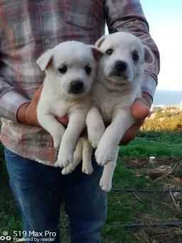 bedava sahiplendirilir