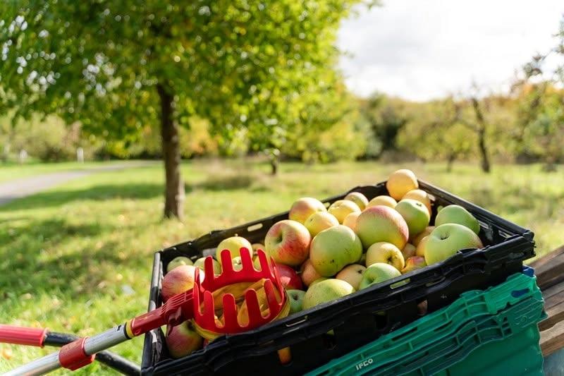 Apple Day
