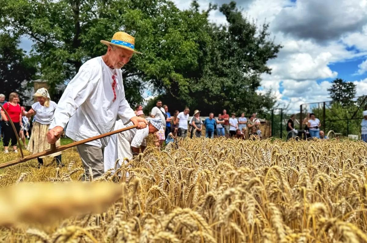 Ukázka tradičních žní na Hané v muzeu v přírodě v Příkazích