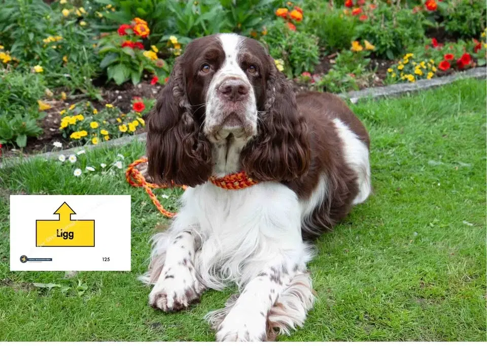 Rallylydnad nybörjare