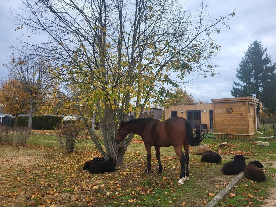 portes ouvertes: choisissez mobile home + parcelle de votre choix