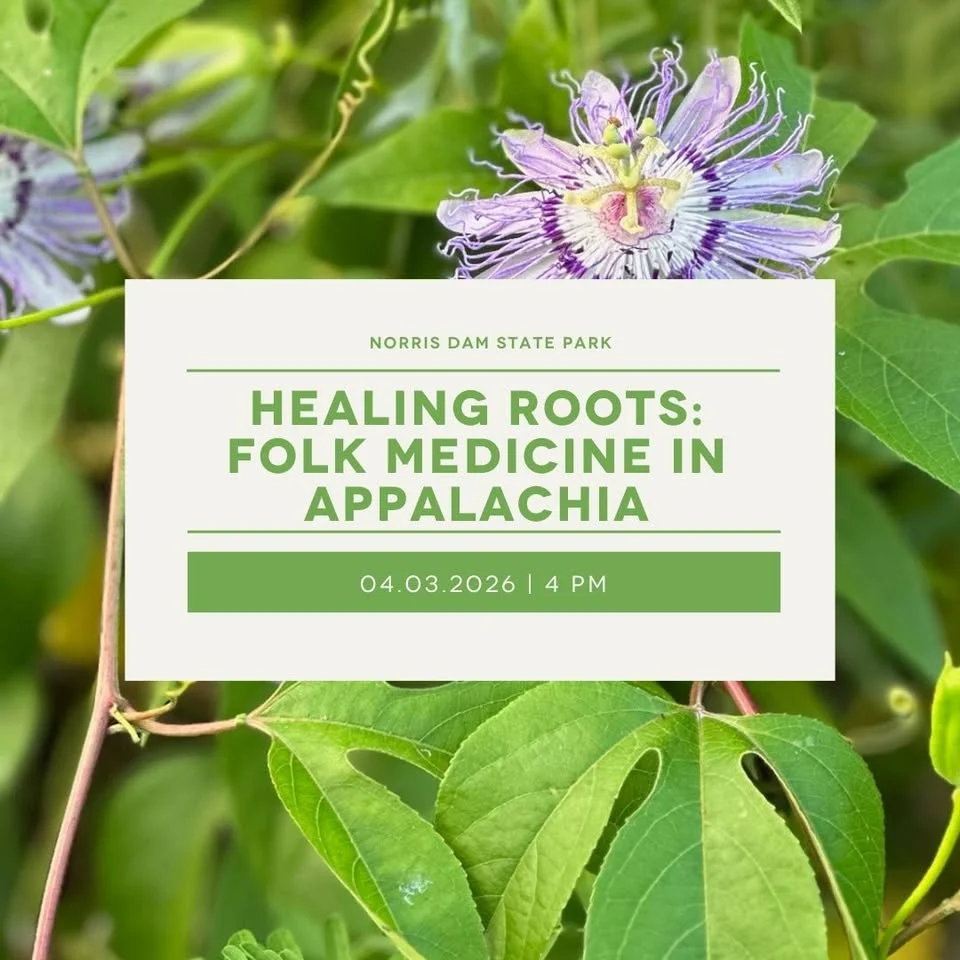 Healing Roots: Folk Medicine in Appalachia