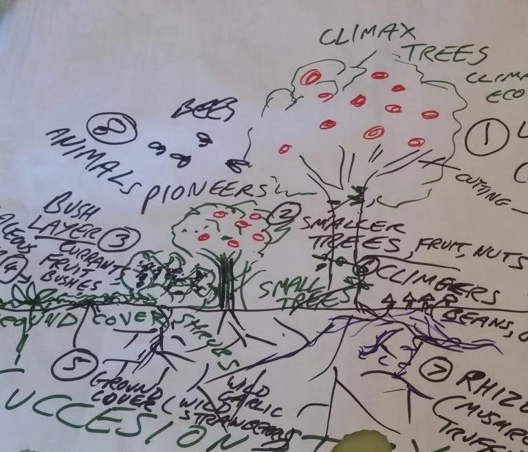Forest Gardening for Small Spaces