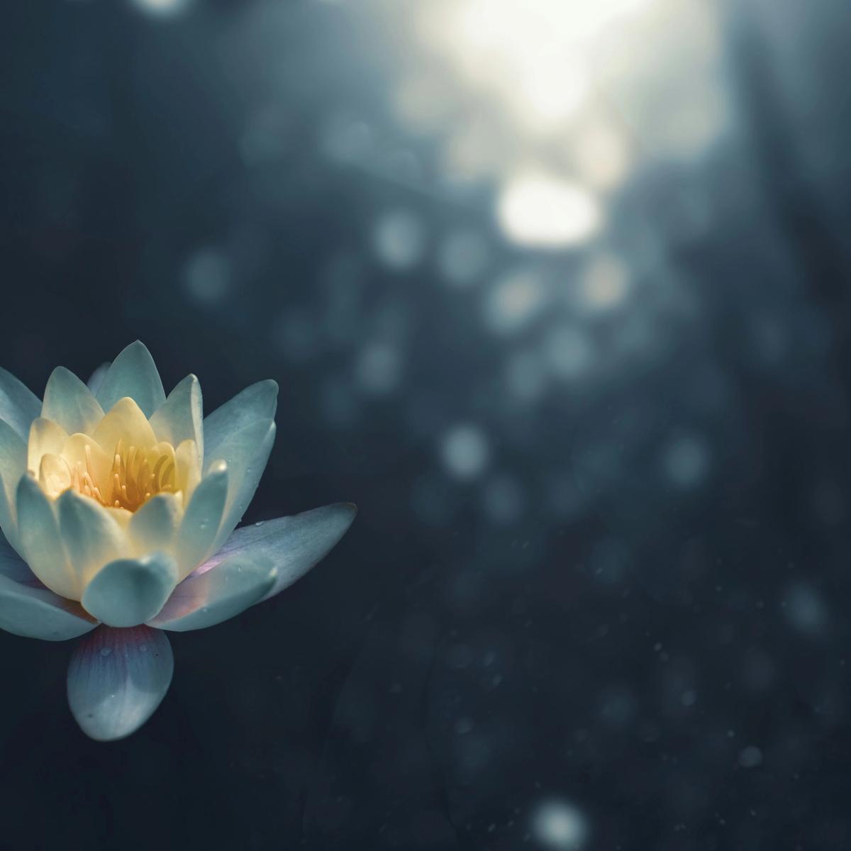 Summer Yoga Series
