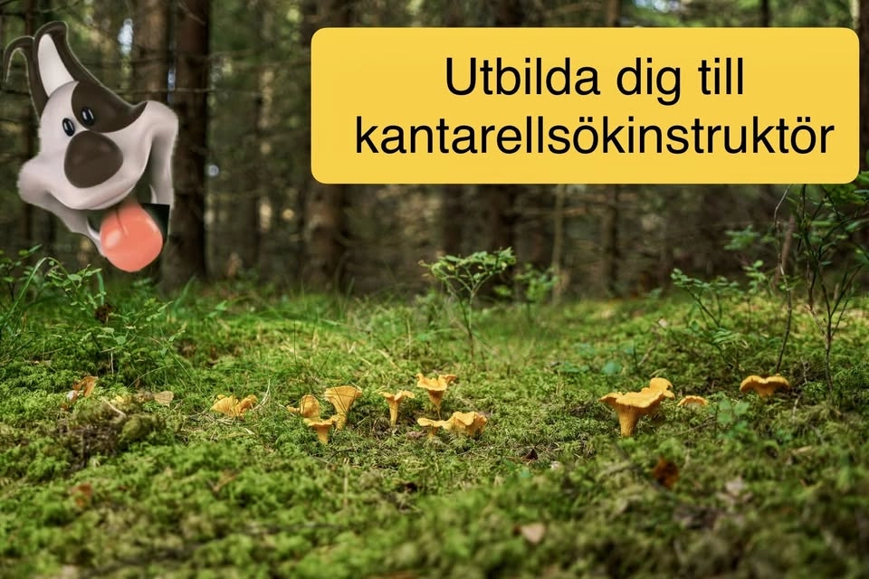 Kantarellsökinstruktör - intresseanmälan
