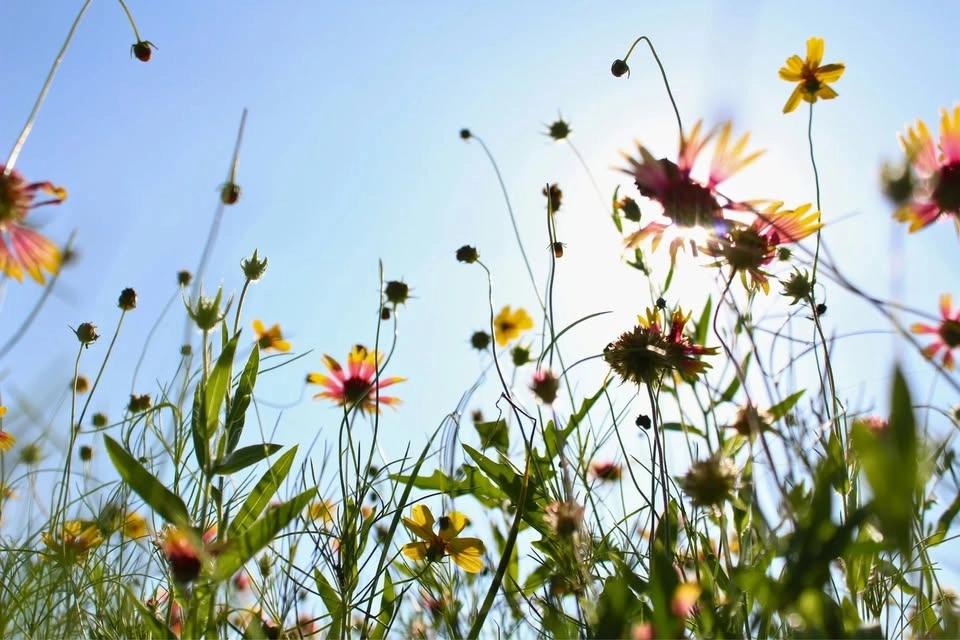 Summer Flower Arrangement Workshop at Crook Hall Gardens, Durham