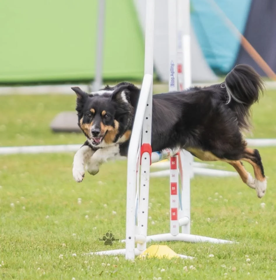 Silverhoppet 2026 Sala Brukshundklubb