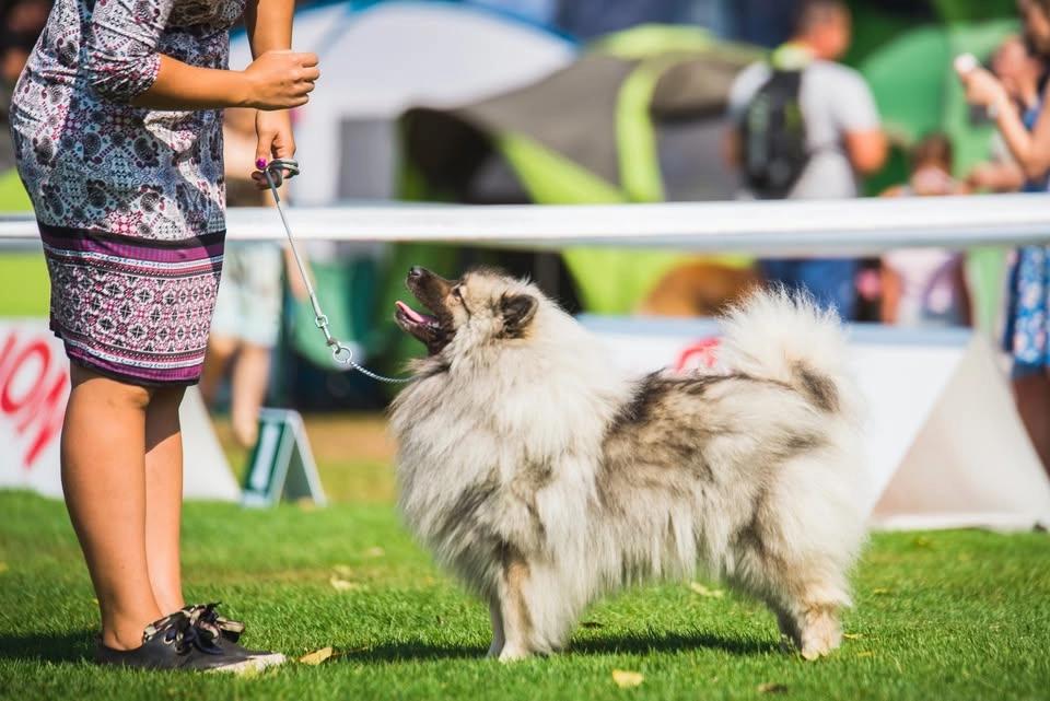 IABCA's 2026 Southland Summer Sieger Int'l All-Breed & Rare Breed DOG SHOW