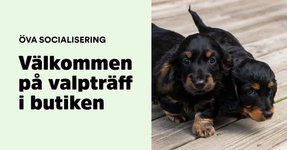 Valpträff -Trick träning & mental stimulans