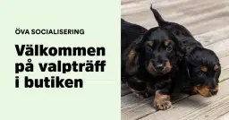 Valpträff -Trick träning & mental stimulans