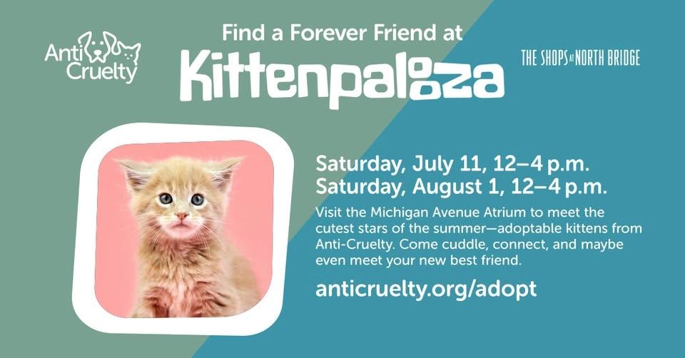 Kittenpalooza