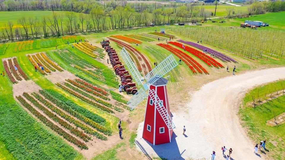 2026 Tulip Festival