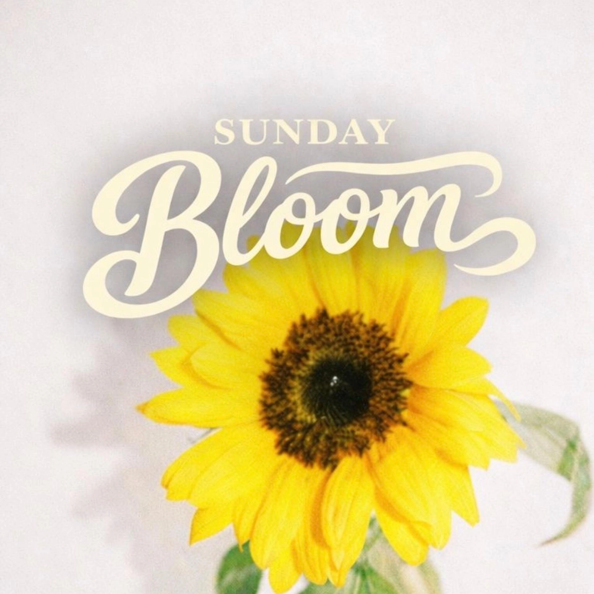 Sunday Bloom