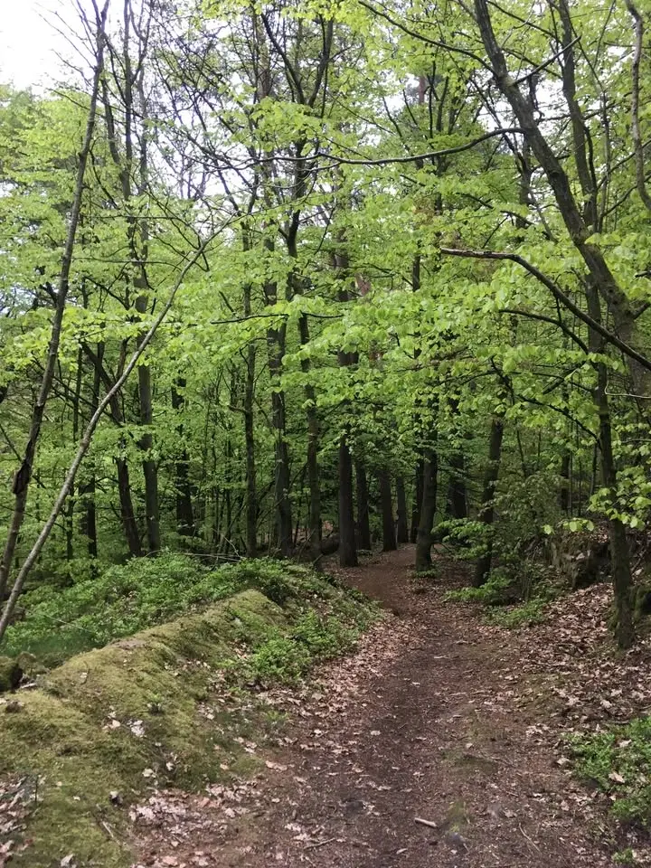 Lugn av Naturen Stund - Skogsbad