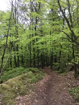 Lugn av Naturen Stund - Skogsbad
