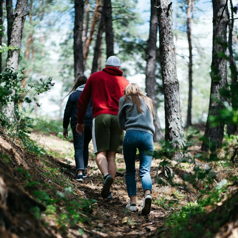 Offline Forest Walk