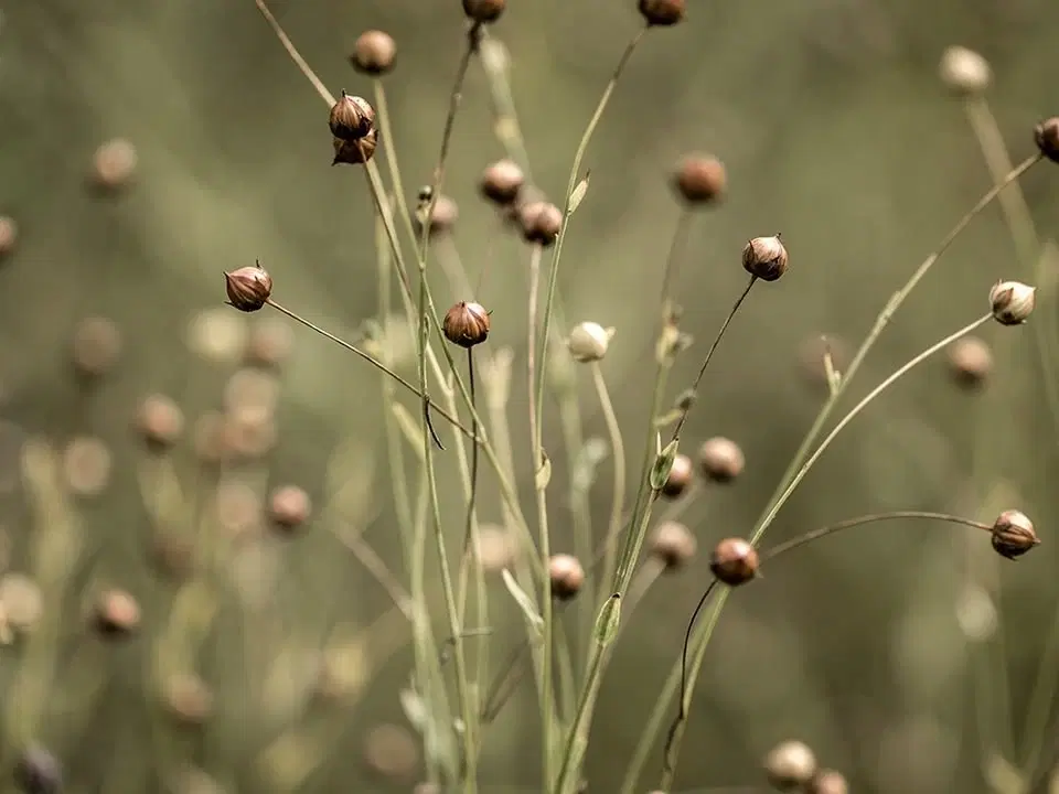 Kvällsprogram om lin