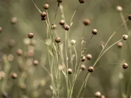 Kvällsprogram om lin