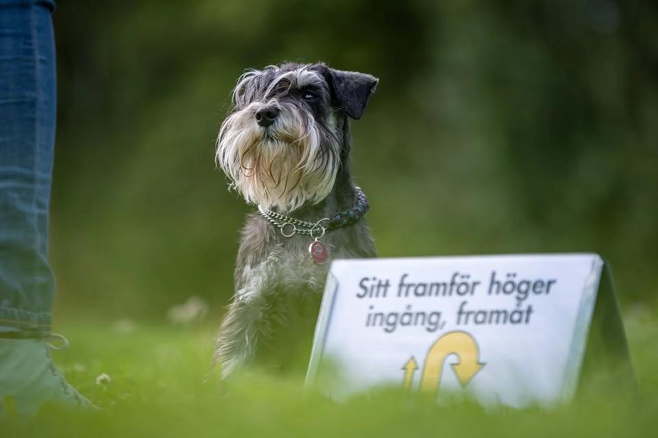 Onsdagstema: Prova på Rallylydnad