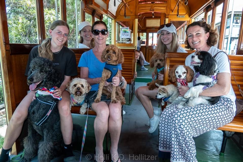 Street paws festival - The Shire