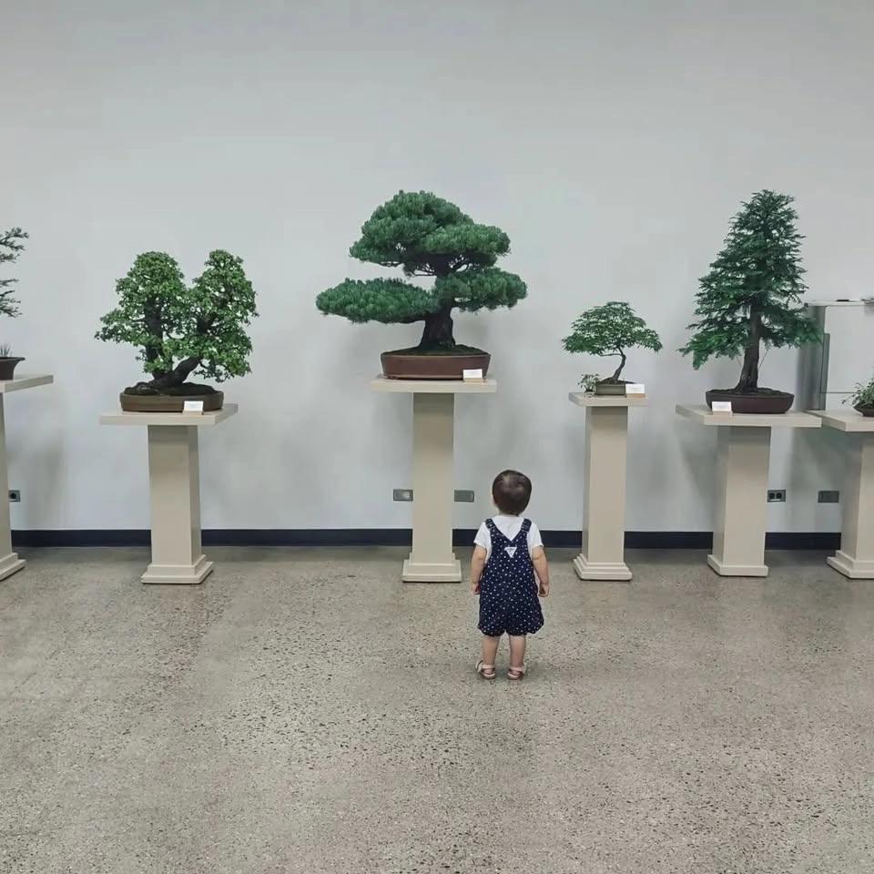 AABS Annual Bonsai Show