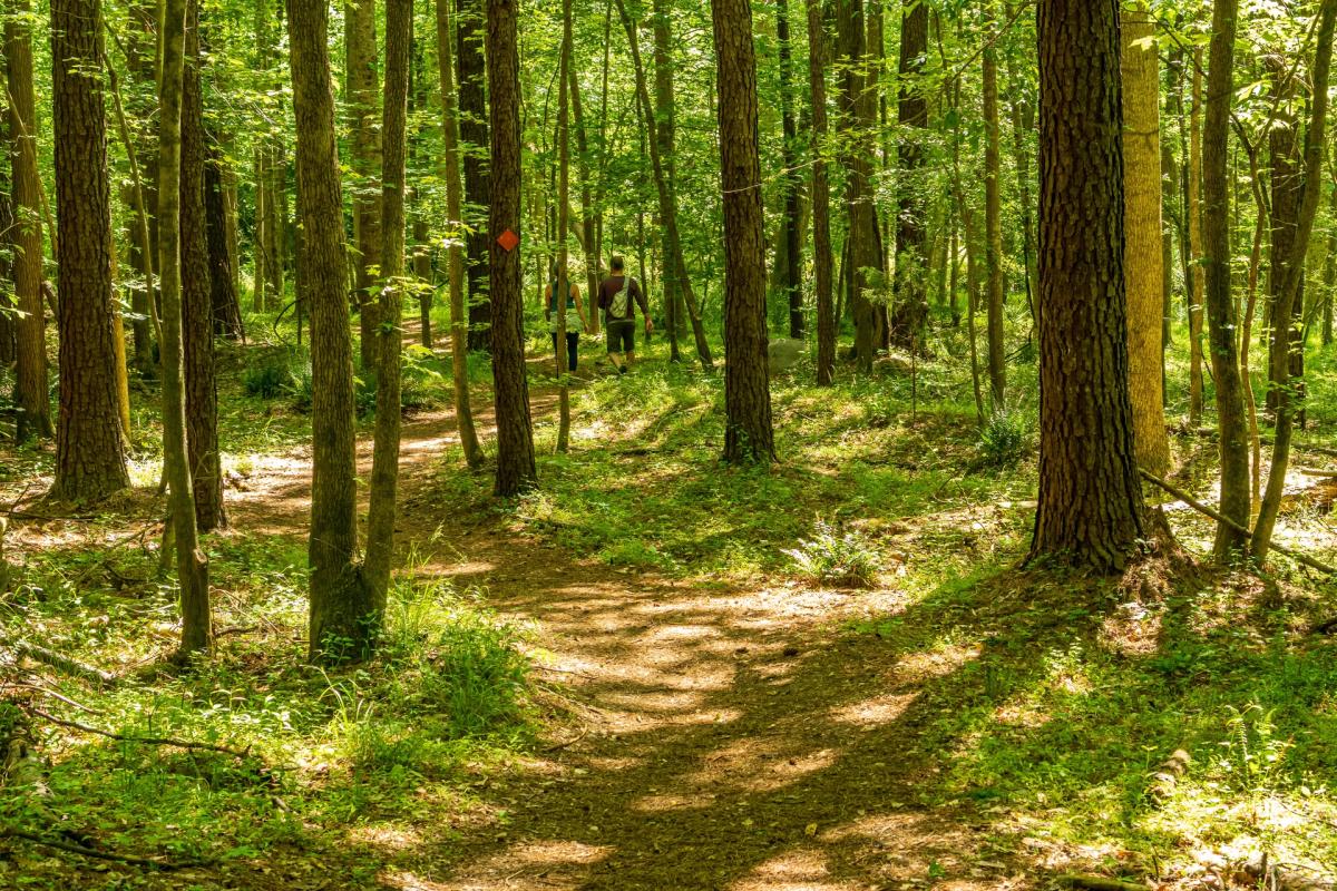 OFFLINE Forest Walk