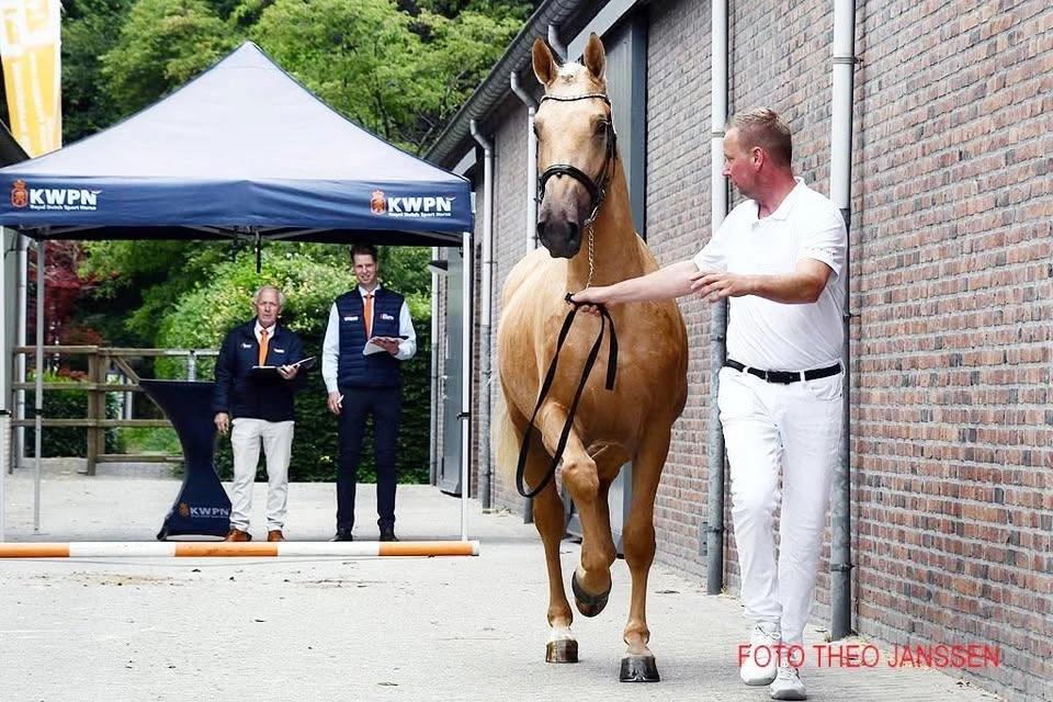 Stamboekkeuring Gelders Paard