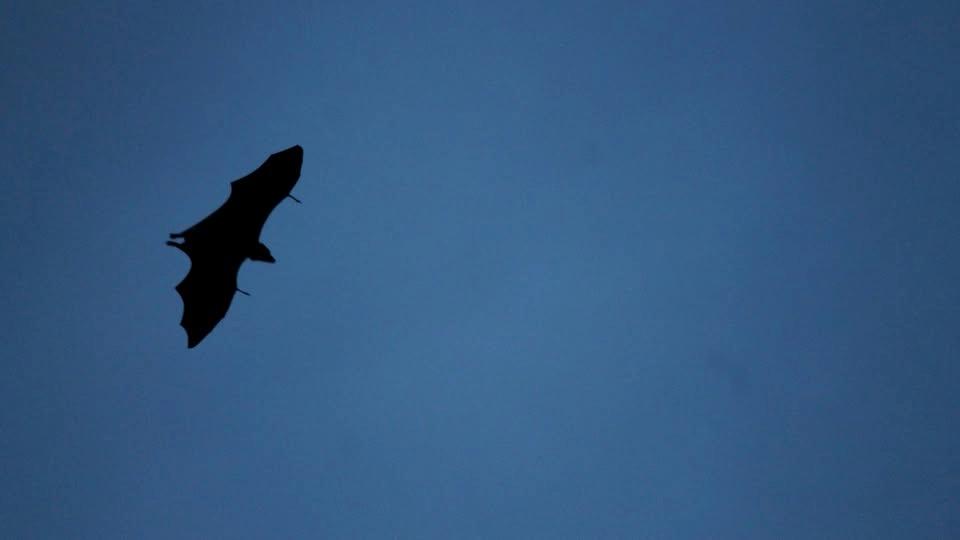 Nature in a Blink: Bat Emergence