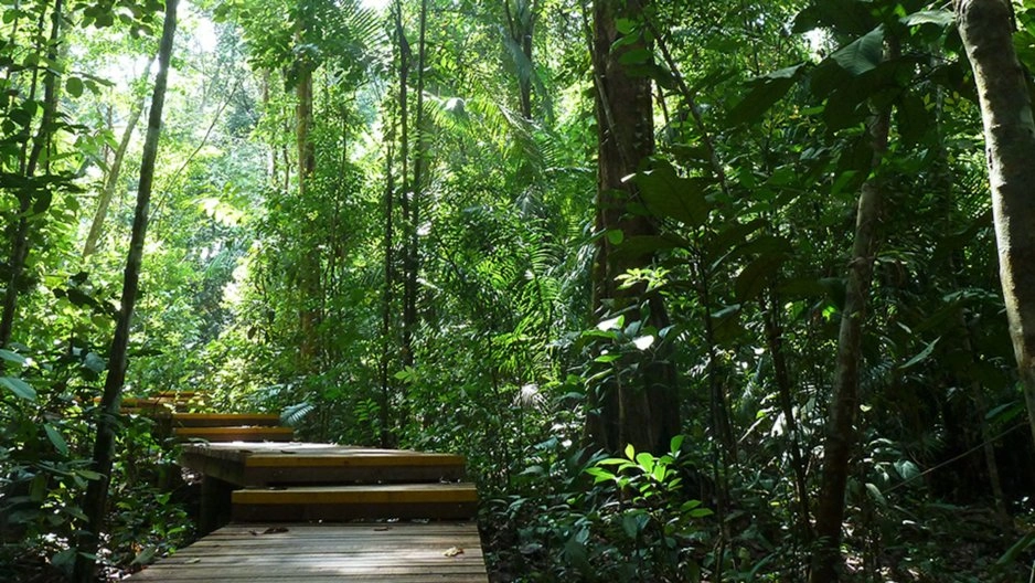 A Stroll through the forest in Lower Pierce Reservoir Park