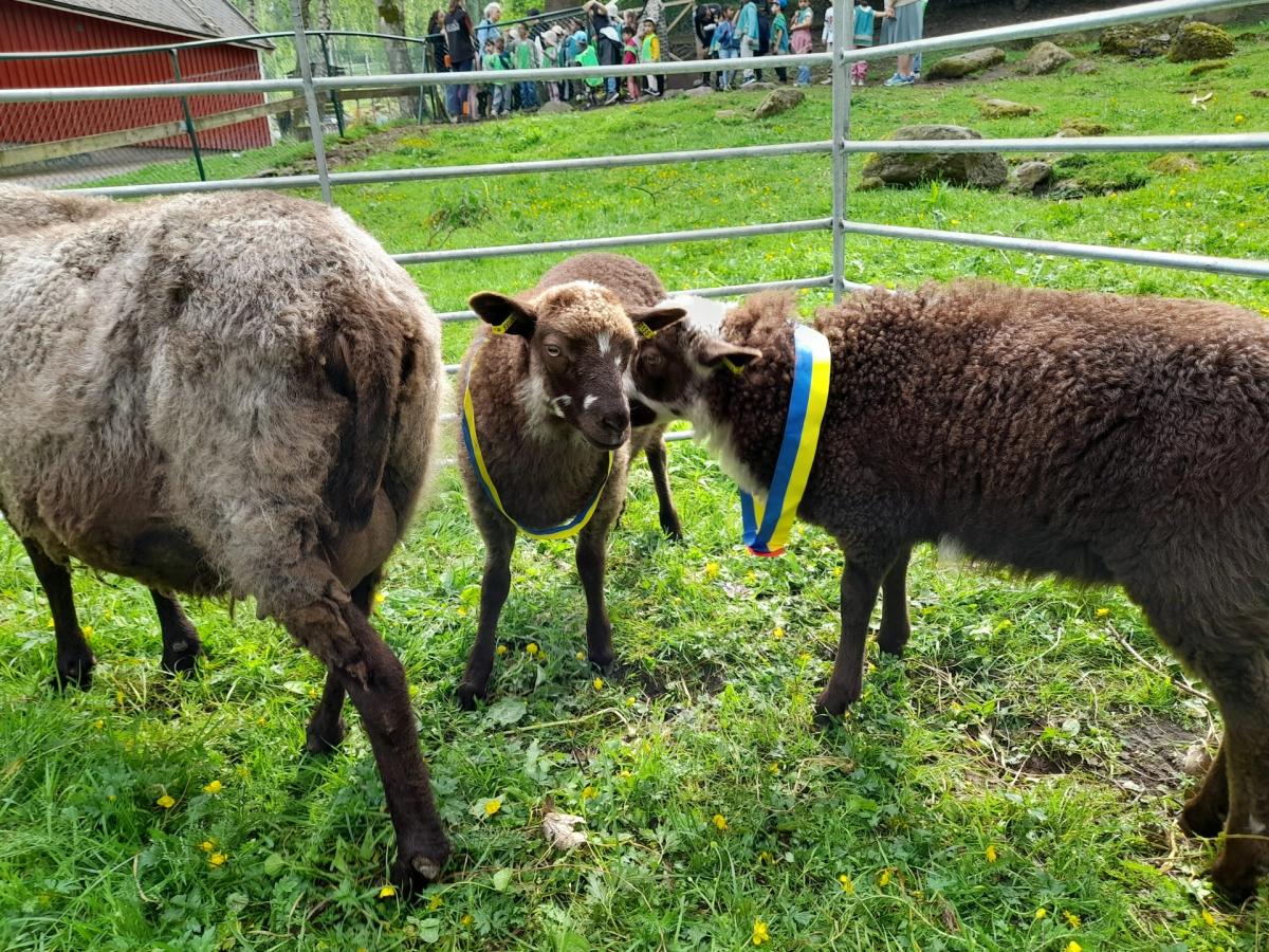 Midsommar på Galaxen