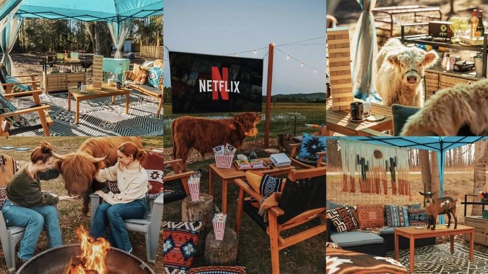 Moo-nlight Cinema & Cabana Rental w/ Fluffy Cows | Statesville, NC