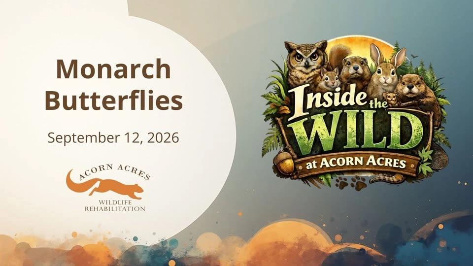 Monarch Butterflies - Inside the Wild at Acorn Acres