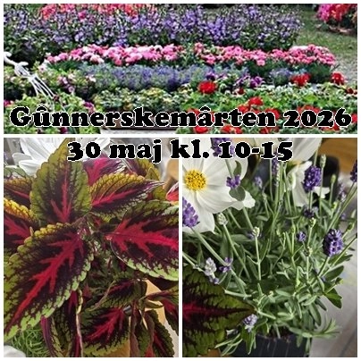 Gûnnerskemârten