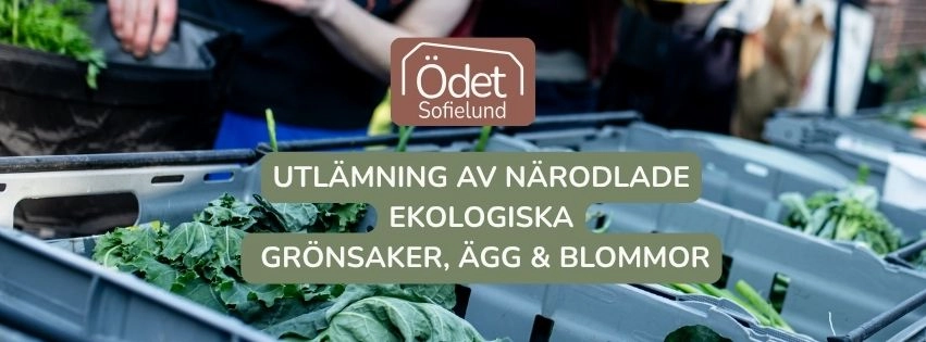 Utlämning av närodlade ekologiska grönsaker & blommor