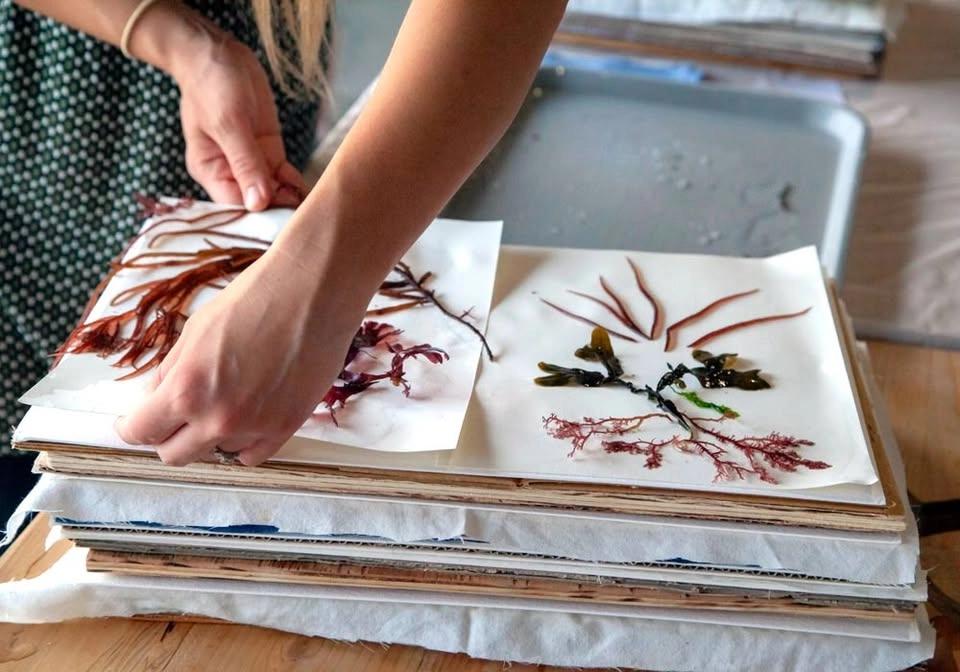 Seaweed Pressing Workshop