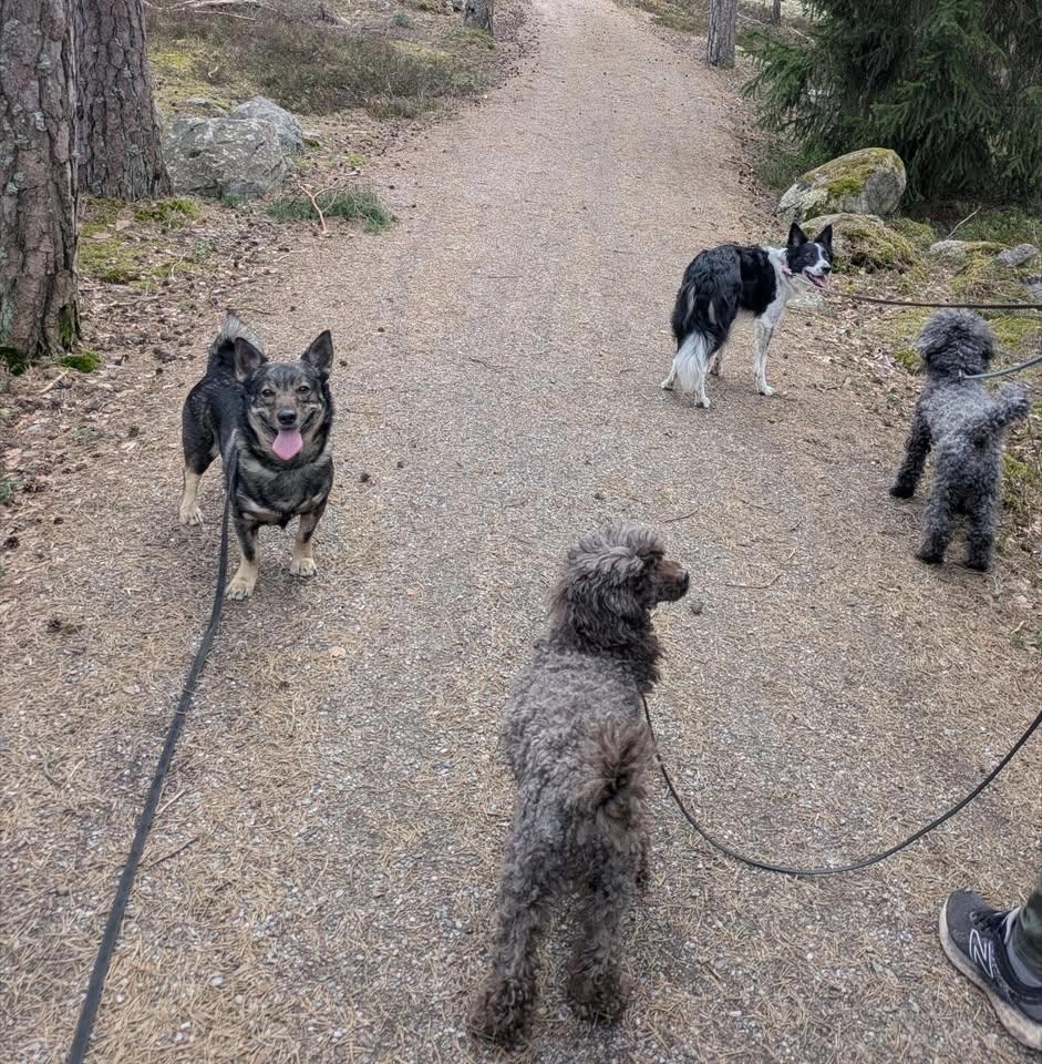 Aktivitets promenad