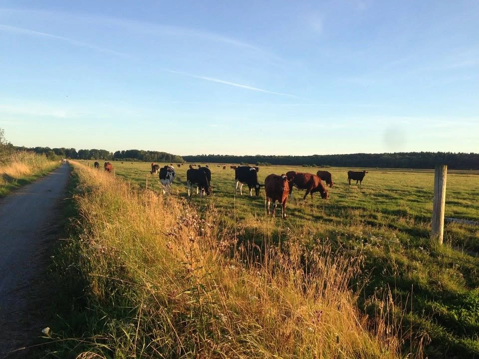 Promenadloppis i Gäddeholm