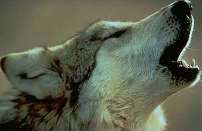 Wolf-lodge