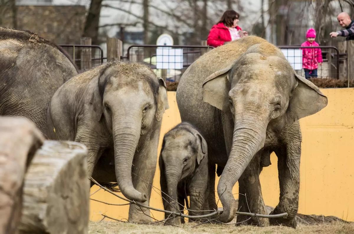 Den pro plameňáky a slony v Zoo Ostrava 2026