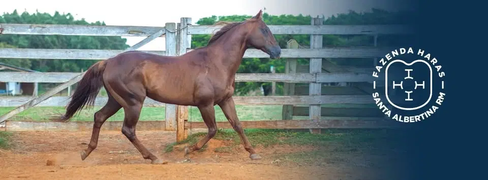 45 anos de prova de laço fazenda haras santa Albertina