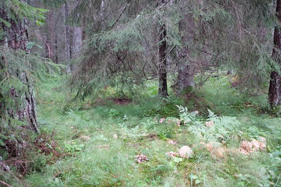 OBS. ändrat datum . Kalkbarrskogens kärlväxter, kvällskurs