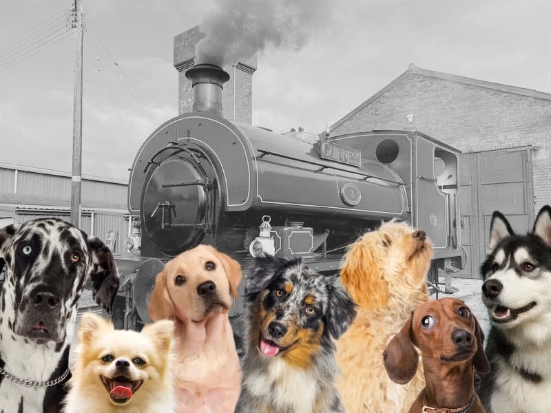 Paws on the Platform