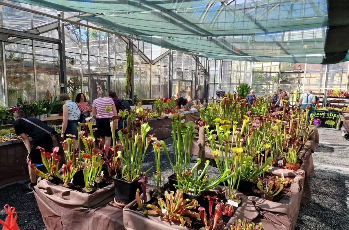 Výstava masožravých rostlin v Botanické zahradě Univerzity Karlovy 2026