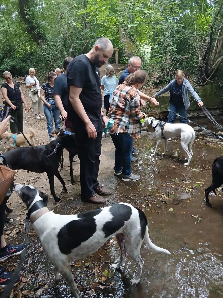 Coventry August Greyhound Walk