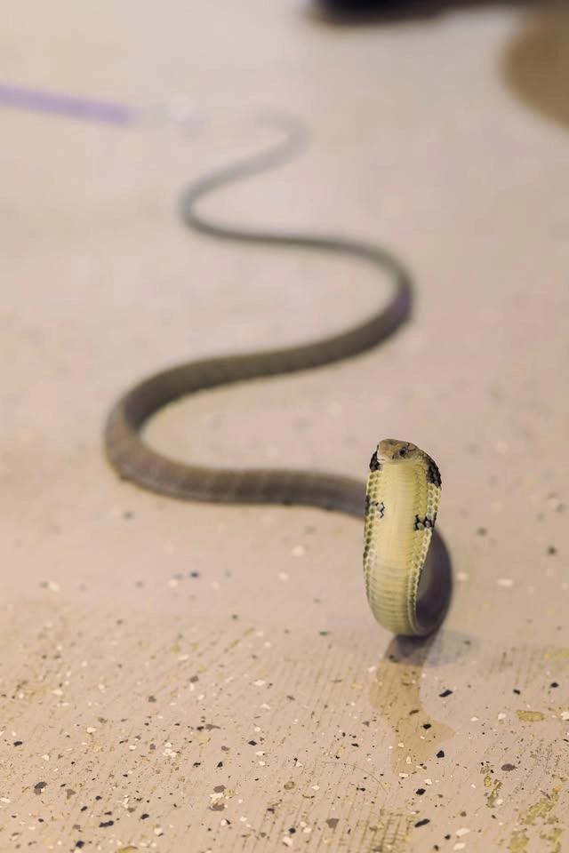 Juneteenth Venomous Snake Show