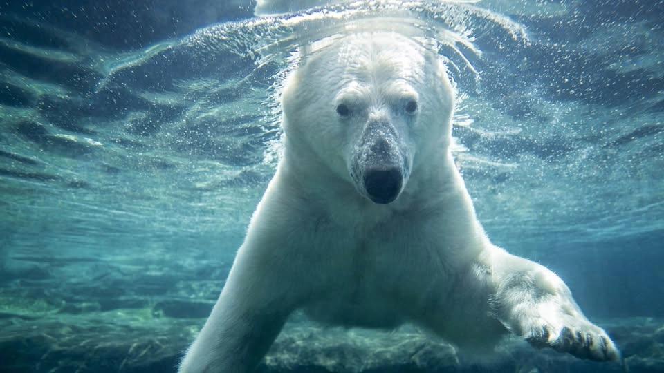 Polar Bear Breakfast