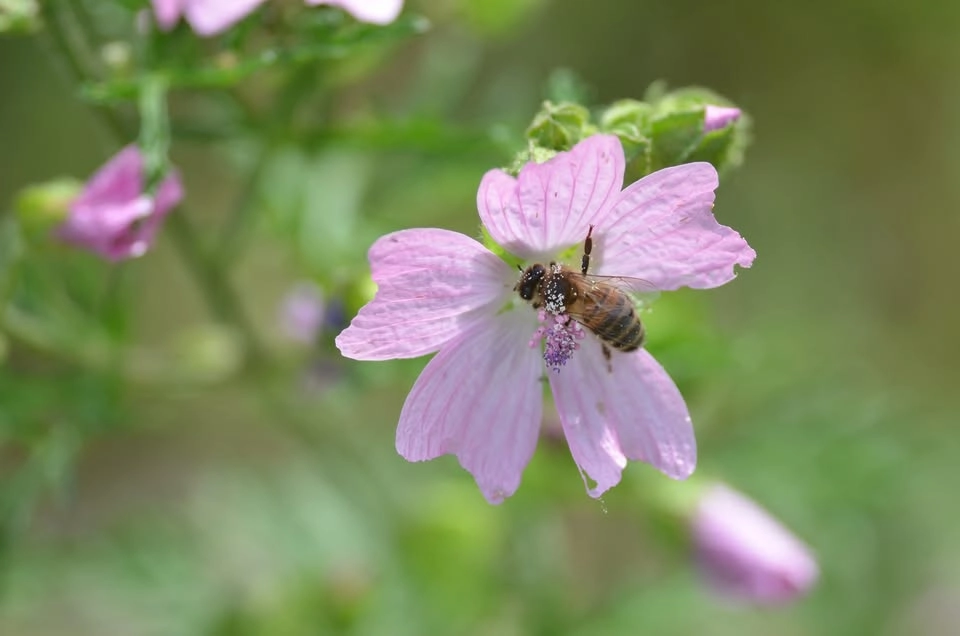 Opération pollinisation