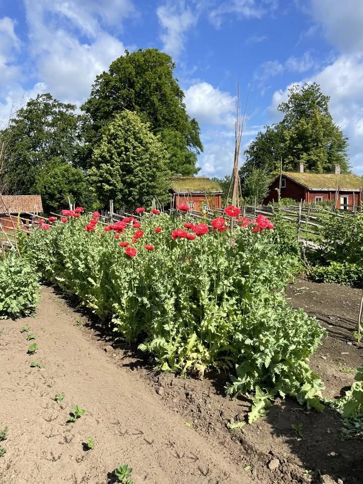 Trädgårdsvandring
